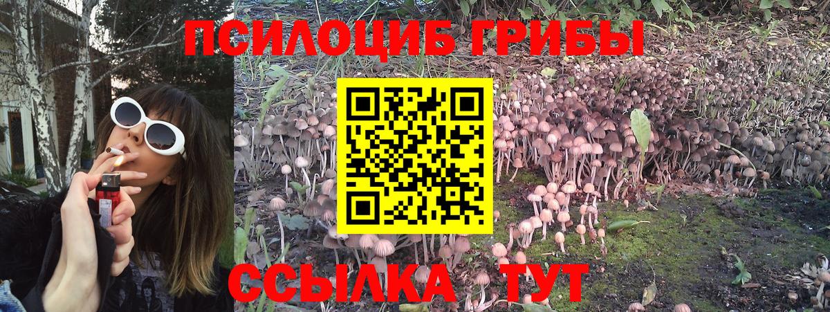 Альметьевск  Галлюциногенные грибы GOLDEN TEACHER  продажа наркотиков  Вход с VPN  Галлюциногенные грибы Psilocybine cubensis 